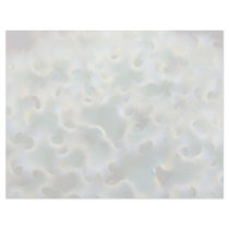 Beautiful Frilly dorsal surface of the lettuce slu Letterhead