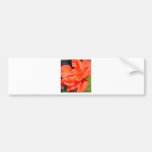beautiful garden flower in orange bumper stickers
