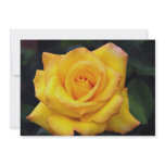 Beautiful Gold medal Grandiflora Rose, 'Aroyqueli' Personalized Invite