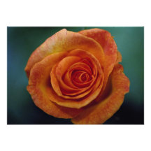 Beautiful Gold Medal Grandiflora Rose 'Aroyqueli' Personalized Invite