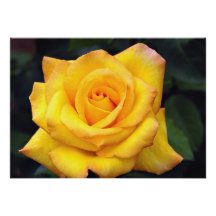 Beautiful Gold medal Grandiflora Rose, 'Aroyqueli' Personalized Invite