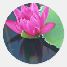 Beautiful Half bloomed red water lily Round Stickers
