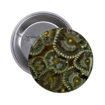 Beautiful Hard corals from Indonesia Pinback Button