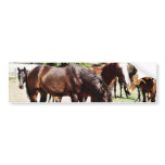 Beautiful Horse Bumper Sticker