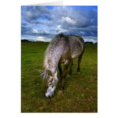 Beautiful horse close up greeting cards by imagineallart