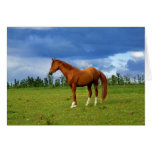 Beautiful horse on the grass on summer day greeting card