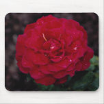 Beautiful Hybrid Tea Rose 'Mister Lincoln' Mousepads