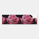 Beautiful Hybrid Tea Rose 'Sheer Elegance' Bumper Sticker