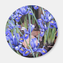 BEAUTIFUL IRIS MAGNETS