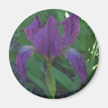 BEAUTIFUL IRIS REFRIGERATOR MAGNETS