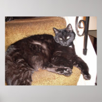 BEAUTIFUL KITTY poster
