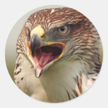 Beautiful Lanner Falcon Stickers
