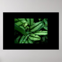 beautiful leaves posters