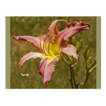 Beautiful Lily Post Card
