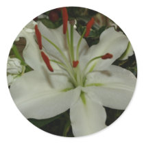 Beautiful Lily's Stickers