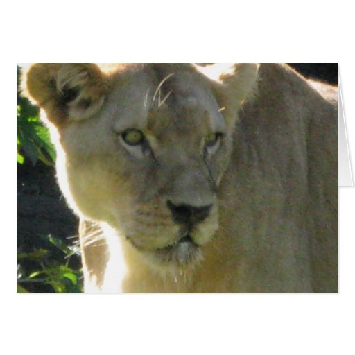Beautiful Lioness on a note card
