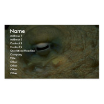 Beautiful Looking into the eye of a reef octopus Business Card