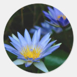 Beautiful lotus flowers and meaning round sticker