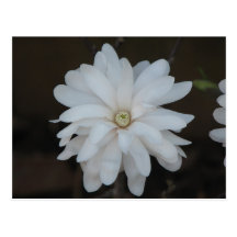 Beautiful  Magnolia Centennial Postcards