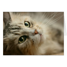 Beautiful Maine Coon Greeting Cards