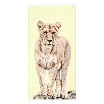 Beautiful Majestic Lioness Photo Card Template