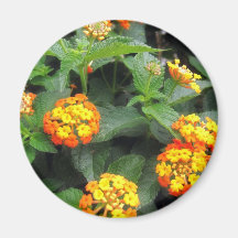 Beautiful Orange and Yellow Lantana 1 Fridge Magnets