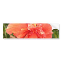Beautiful Orange Hibiscus Flower