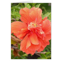 Beautiful Orange Hibiscus Flower