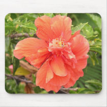 Beautiful Orange Hibiscus Flower