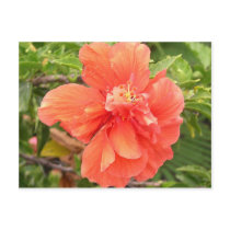 Beautiful Orange Hibiscus Flower