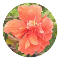 Beautiful Orange Hibiscus Flower