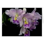 Beautiful Orchid, cattleya (ariel x labiata) Cards