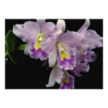 Beautiful Orchid, cattleya (ariel x labiata) Custom Invites