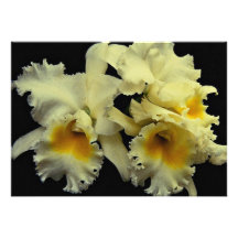 Beautiful Orchid cattleya (Doug Johnson) Custom Invitations