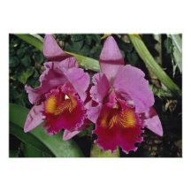 Beautiful Orchid, cattleya-hybrid (b c loosdrecht) Invitation