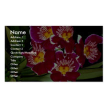 Beautiful Orchid, miltonia hybrid Business Cards