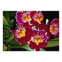Beautiful Orchid, miltonia hybrid Invites