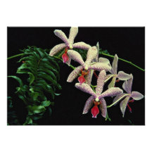 Beautiful Orchid phalenopsis (Vivian) Personalized Invitations