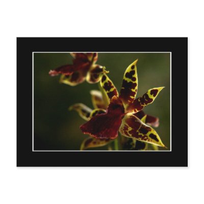 Beautiful Orchid Postcard! (with border) by zolojetto