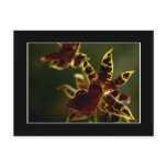 Beautiful Orchid Postcard! (with border)