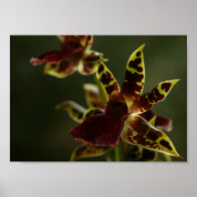 Beautiful Orchid Poster!