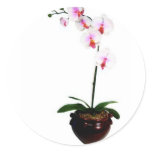 Beautiful Orchid Round Stickers