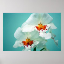 Beautiful Orchids Poster