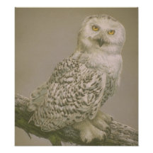 Beautiful Owl Art Poster Photographic Print