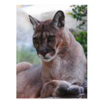 Beautiful Panther Post Cards