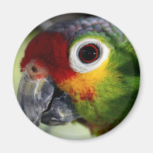 Beautiful Parrot Fridge Magnets