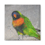 Beautiful Parrot In The Rocks Fridge Magnets