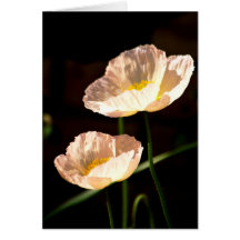 Beautiful peach poppy flowers greeting cards
