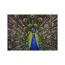 Beautiful Peacock Bright Giant Canvas Picture Canvas Prints