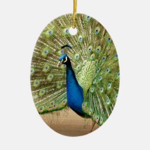 beautiful peacock zazzle beautiful peacock zazzle